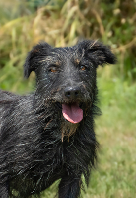 NOAH - menschenbezogen, freundlich, interessiert, bewegungsfreudig, eher eigenständig, zutraulich