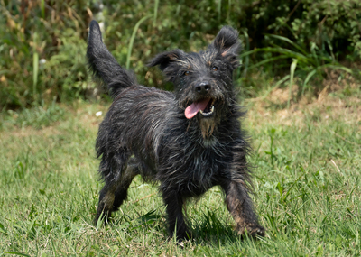 NOAH - menschenbezogen, freundlich, interessiert, bewegungsfreudig, eher eigenständig, zutraulich, Mischling (Video-Link vorhanden) - Rüde