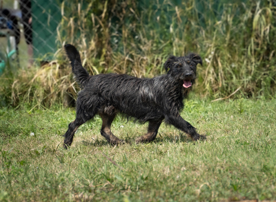 NOAH - menschenbezogen, freundlich, interessiert, bewegungsfreudig, eher eigenständig, zutraulich, Mischling (Video-Link vorhanden) - Rüde