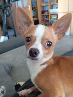 NOCCIOLINO sucht ein Zuhause