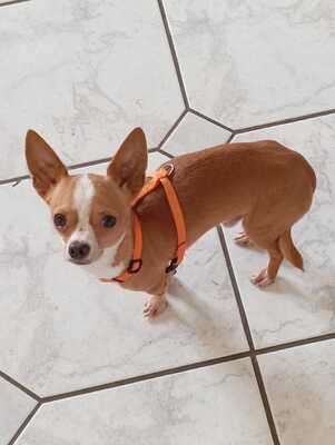 NOCCIOLINO sucht ein Zuhause, Chihuahuamix - Rüde