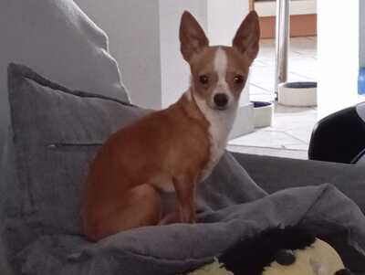 NOCCIOLINO sucht ein Zuhause, Chihuahuamix - Rüde