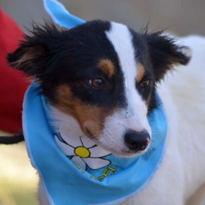 NOEL - Linares, Bodeguero-Andaluz-Mischling - unkastriert Welpen - Rüde