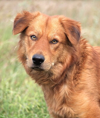 NOEL - R E S E R V I E R T !!!!! sehr lieb und menschenorientiert, verschmust, lebhaft, intelligent, als Zweithund zu einer Hündin, Mischling - Rüde