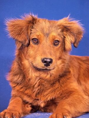 NOEL - sehr lieb und freundlich, aufgeweckt, verschmust, fröhlich, lebhaft, katzenverträglich, Mischling - Rüde