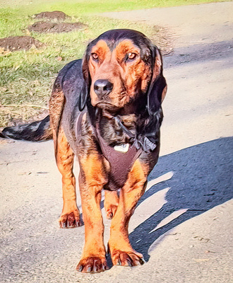 NOGS - R E S E R V I E R T !!!!! freundlich zu Menschen und Hunden, bewegungsfreudig, gutmütig, robust, wachsam, Dachsbracke (Video auf HP) - Betreuungsplatz Steiermark - Rüde