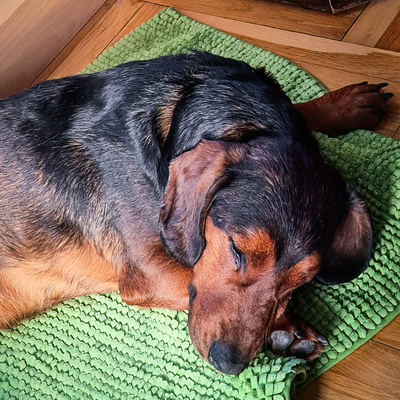 NOGS - R E S E R V I E R T !!!!! freundlich zu Menschen und Hunden, bewegungsfreudig, gutmütig, robust, wachsam, Dachsbracke (Video auf HP) - Betreuungsplatz Steiermark - Rüde