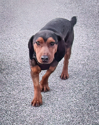 NOGS - R E S E R V I E R T !!!!! freundlich zu Menschen und Hunden, bewegungsfreudig, gutmütig, robust, wachsam, Dachsbracke (Video auf HP) - Betreuungsplatz Steiermark - Rüde