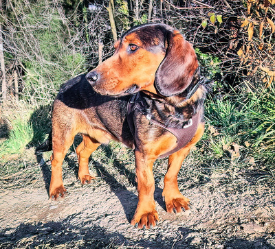 NOGS - freundlich zu Menschen und Hunden, bewegungsfreudig, gutmütig, robust, wachsam, Dachsbracke (Video auf HP) - Betreuungsplatz Steiermark - Rüde