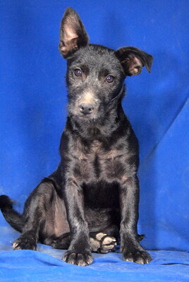 NOKI - R E S E R V I E R T !!!!! sehr lieb, offenes Wesen, fröhlich, verschmust, lebhaft, klug