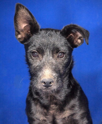 NOKI - R E S E R V I E R T !!!!! sehr lieb, offenes Wesen, fröhlich, verschmust, lebhaft, klug, Mischling Welpen - Rüde