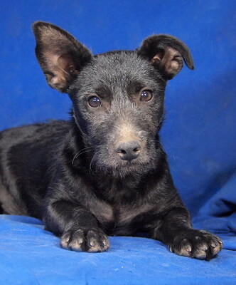 NOKI - R E S E R V I E R T !!!!! sehr lieb, offenes Wesen, fröhlich, verschmust, lebhaft, klug, Mischling Welpen - Rüde