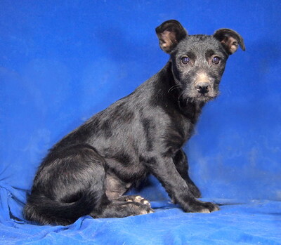 NOKI - R E S E R V I E R T !!!!! sehr lieb, offenes Wesen, fröhlich, verschmust, lebhaft, klug, Mischling Welpen - Rüde