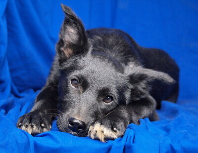 NORA - R E S E R V I E R T !!!!! sehr lieb und anhänglich, klug, lebhaft, interessiert, fröhlich, Mischling Welpen - Hündin