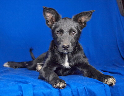 NORA - R E S E R V I E R T !!!!! sehr lieb und anhänglich, klug, lebhaft, interessiert, fröhlich, Mischling Welpen - Hündin