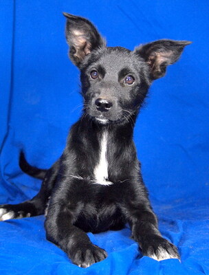 NORA - sehr lieb und anhänglich, klug, lebhaft, interessiert, fröhlich