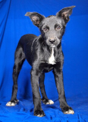 NORA - sehr lieb und anhänglich, klug, lebhaft, interessiert, fröhlich, Mischling Welpen - Hündin