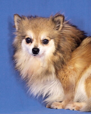 NORINA - R E S E R V I E R T !!!!! menschenbezogen, verschmust, anhänglich, neugierig, gelehrig, Spitz - Hündin