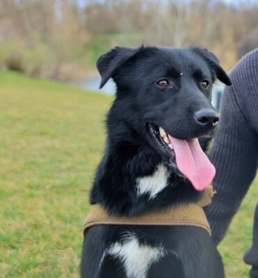 NORMAN, Labrado-Schäfermix - Rüde