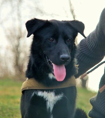 NORMAN, Labrado-Schäfermix - Rüde