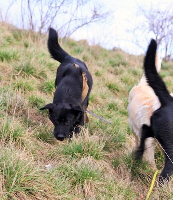 NORMAN, Labrado-Schäfermix - Rüde