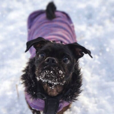 NOTFALL ❤️💥Belami Mops Mischling sucht ein adäquates Zuhause bei lieben Menschen 💥❤️, Mops Mischling - Hündin