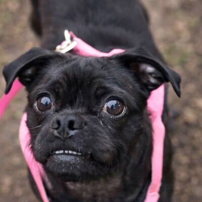 NOTFALL ❤️💥Belami Mops Mischling sucht ein adäquates Zuhause bei lieben Menschen 💥❤️, Mops Mischling - Hündin