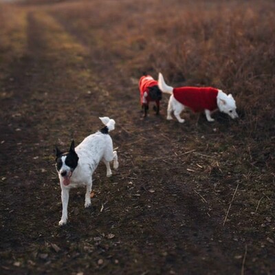 NOTFALL ❤️💥Belami Mops Mischling sucht ein adäquates Zuhause bei lieben Menschen 💥❤️, Mops Mischling - Hündin