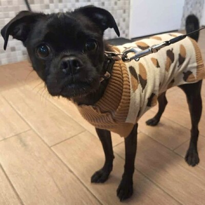 NOTFALL ❤️💥Belami Mops Mischling sucht ein adäquates Zuhause bei lieben Menschen 💥❤️, Mops Mischling - Hündin