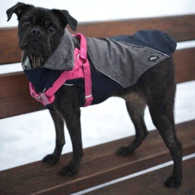 NOTFALL ❤️💥Belami Mops Mischling sucht ein adäquates Zuhause bei lieben Menschen 💥❤️, Mops Mischling - Hündin