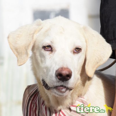 NUBE - Ubeda, Herdenschutzhund - kastriert - Hündin