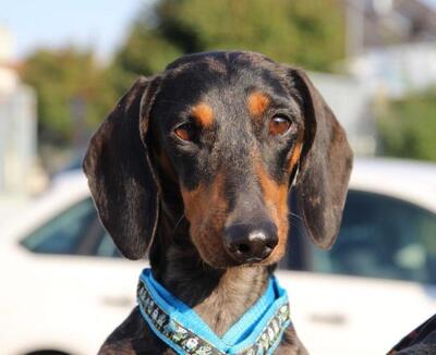 NUCKY, Dackelmischling - Hündin