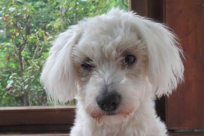 NUFKO, Malteser-Pudelmix - Rüde