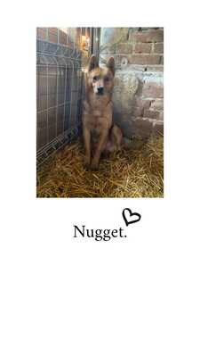 NUGGET, Mischling - Rüde