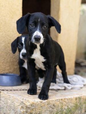 NUGGET, Mischling - Rüde