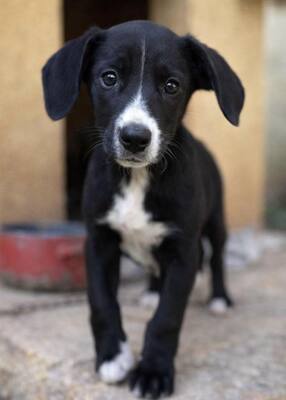 NUGGET, Mischling - Rüde