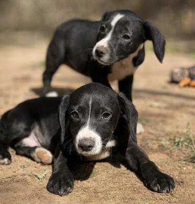 NUGGET, Mischling - Rüde