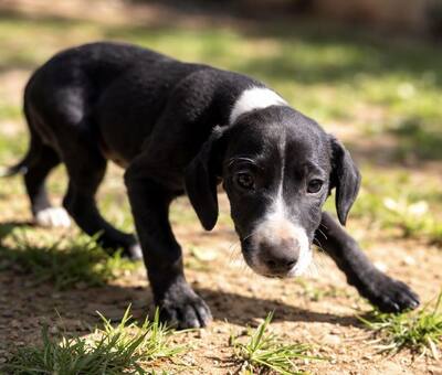 NUGGET, Mischling - Rüde