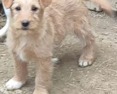 NYSSA sucht IHR kuscheliges ZUHAUSE, NYSSA sucht IHR kuscheliges ZUHAUSE Welpen - Hündin