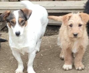 NYSSA sucht IHR kuscheliges ZUHAUSE, NYSSA sucht IHR kuscheliges ZUHAUSE Welpen - Hündin