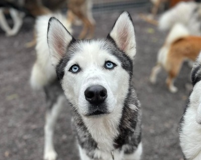 Naafiri - lieb, sozial, verspielt, Husky - Hündin