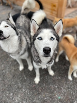 Naafiri - lieb, sozial, verspielt, Husky - Hündin