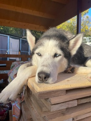 Naafiri - lieb, sozial, verspielt, Husky - Hündin