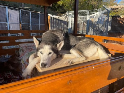 Naafiri - lieb, sozial, verspielt, Husky - Hündin