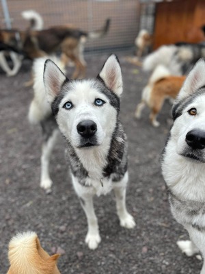 Naafiri - lieb, sozial, verspielt, Husky - Hündin