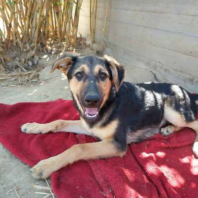 Nabi - Fröhliches Hundemädchen, ca. 4 Monate, Mischling Welpen - Hündin