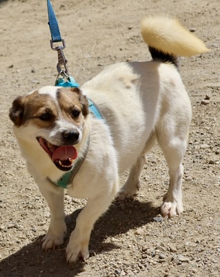 Nacho, Bodeguero Andaluz - Mix - Rüde