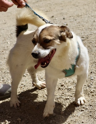 Nacho, Bodeguero Andaluz - Mix - Rüde