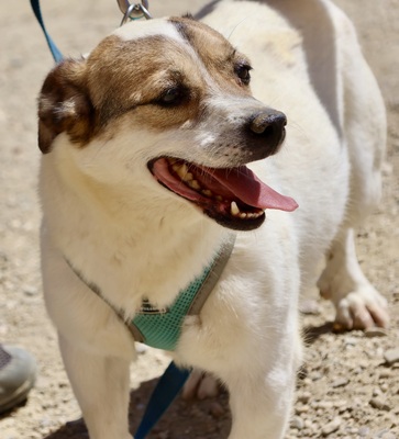 Nacho, Bodeguero Andaluz - Mix - Rüde