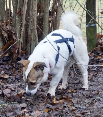 Nacho, Bodeguero Andaluz - Mix - Rüde